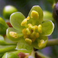 Thumbnail Picture of California Laurel