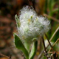 Thumbnail Picture of Slender Cotton Weed