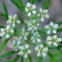 Thumbnail Picture of Rattlesnake Weed
