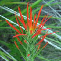 Thumbnail Picture of Annual Paintbrush