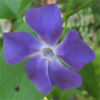 Thumbnail Picture of Periwinkle