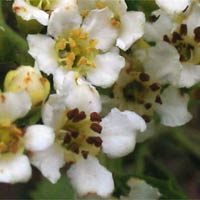Thumbnail Picture of Toyon