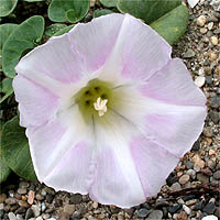 Thumbnail Picture of Beach Morning-glory