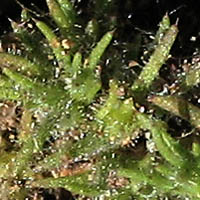 Thumbnail Picture of California Loeflingia
