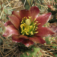 Thumbnail Picture of Coast Cholla