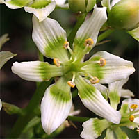 Thumbnail Picture of Star-lily