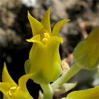 Thumbnail Picture of Verity's Dudleya