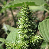 Thumbnail Picture of Rough Pigweed