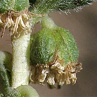 Thumbnail Picture of Poverty Weed