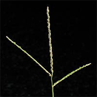 Thumbnail Picture of Smooth Crab grass