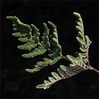 Thumbnail Picture of California Cloak-fern