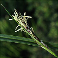 Thumbnail Picture of Round-fruited Sedge