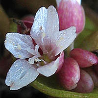 Thumbnail Picture of Streambank Springbeauty