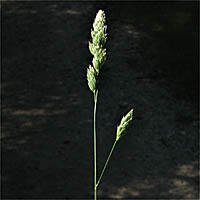 Thumbnail Picture of Orchard Grass