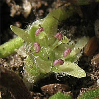 Thumbnail Picture of Asian Ponysfoot