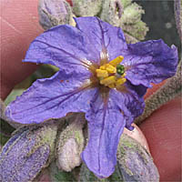 Thumbnail Picture of Lanceleaf Nightshade