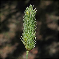 Thumbnail Picture of Lesser Canarygrass