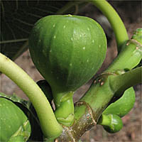 Thumbnail Picture of Edible Fig