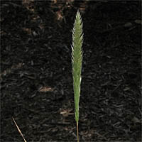 Thumbnail Picture of Nit Grass