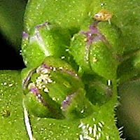 Thumbnail Picture of Upright Pepperweed