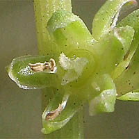 Thumbnail Picture of Garden Beet