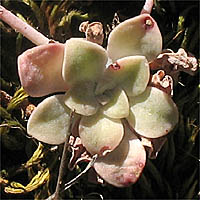 Thumbnail Picture of Broadleaf Stonecrop
