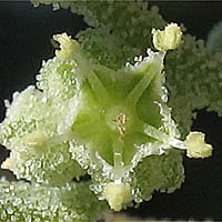 Thumbnail Picture of Pitseed Goosefoot