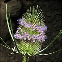 Thumbnail Picture of Wild Teasel