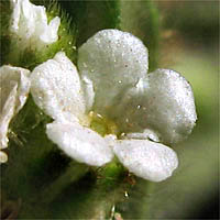Thumbnail Picture of Valley Popcorn Flower