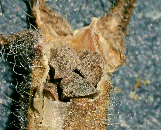 Detailed Picture 11 of Mentzelia veatchiana