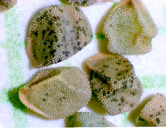 Detailed Picture 10 of Mentzelia veatchiana