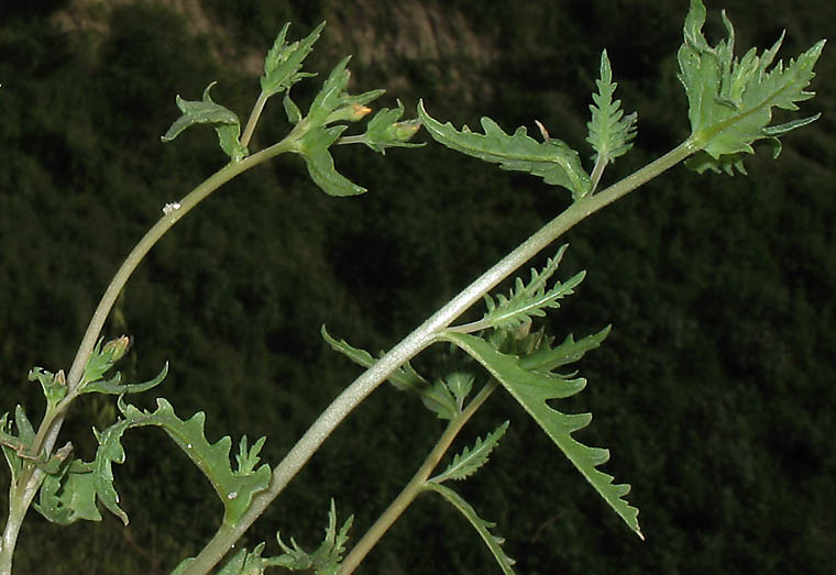 Detailed Picture 7 of Mentzelia veatchiana