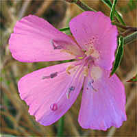Thumbnail Picture of Clarkia bottae