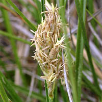 Thumbnail Picture of Carex praegracilis