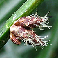 Thumbnail Picture of Schoenoplectus americanus