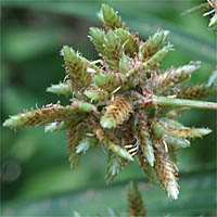 Thumbnail Picture of Cyperus involucratus
