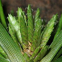 Thumbnail Picture of Cyperus eragrostis