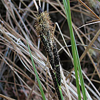 Thumbnail Picture of Carex senta