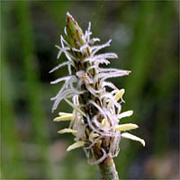 Thumbnail Picture of Eleocharis macrostachya