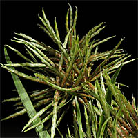 Thumbnail Picture of Cyperus odoratus