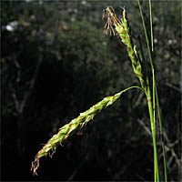 Thumbnail Picture of Carex aff. obispoensis