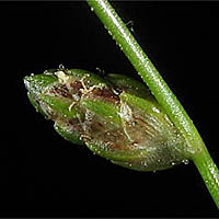 Thumbnail Picture of Isolepis cernua
