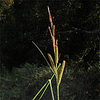 Thumbnail Picture of Carex spissa