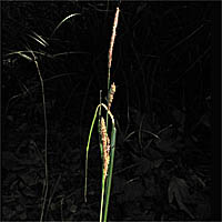 Thumbnail Picture of Carex barbarae