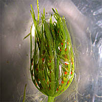Thumbnail Picture of Chara spp.