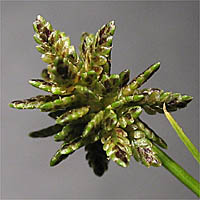 Thumbnail Picture of Cyperus difformis