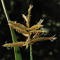 Thumbnail Picture of Cyperus esculentus var. leptostachyus